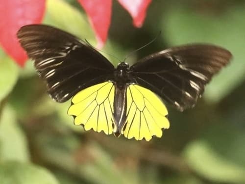 Mountain Birdwing