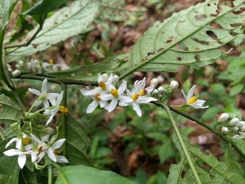 Solanum deflexiflorum