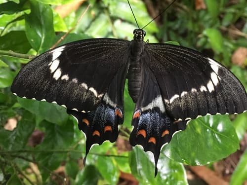 Godeffroy's Swallowtail