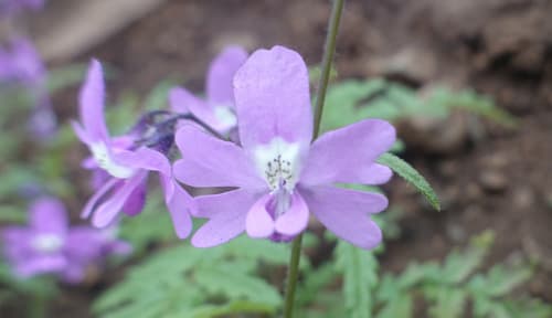 Schizanthus laetus