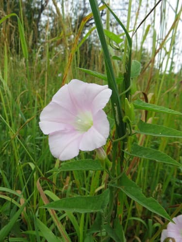 Dahurian Bindweed