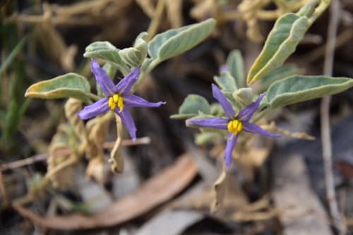 Solanum unispinum