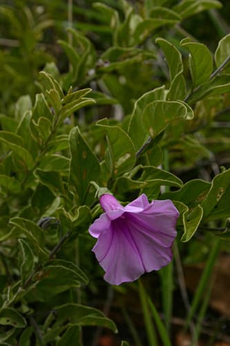 Ipomoea holubii
