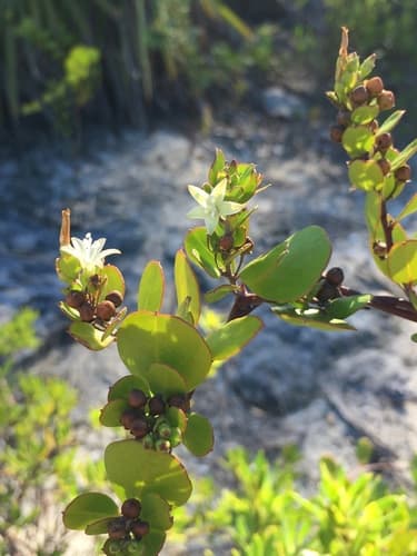 Cayman Islands Morning Glory