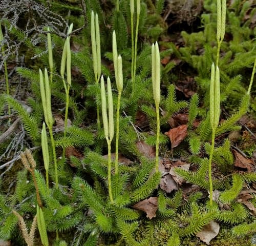 Club Moss