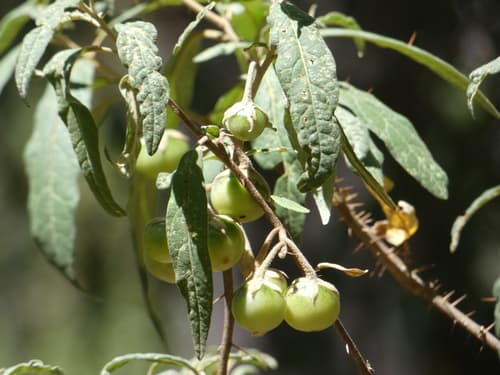 Solanum curvicuspe