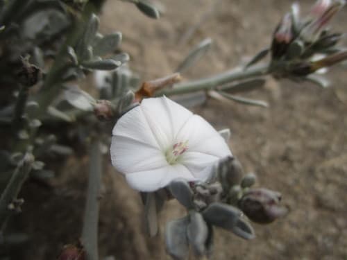 Convolvulus caput-medusae