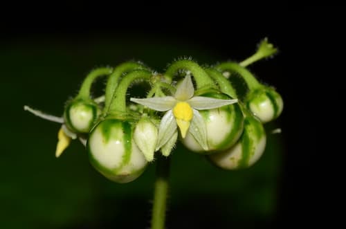 Solanum monarchostemon