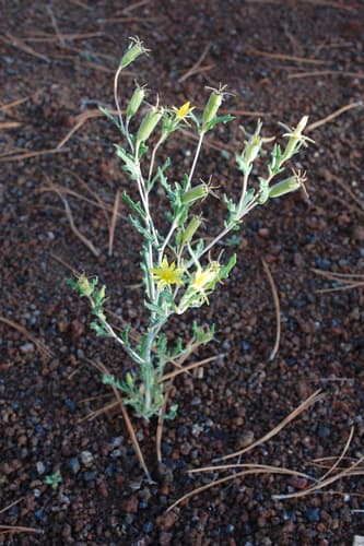 Sunset Crater Blazingstar