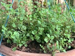 Marjoram