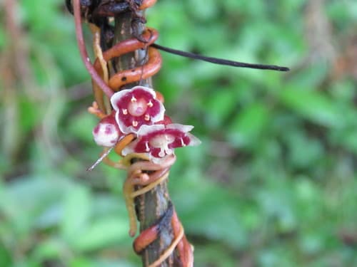 Cuscuta grandiflora