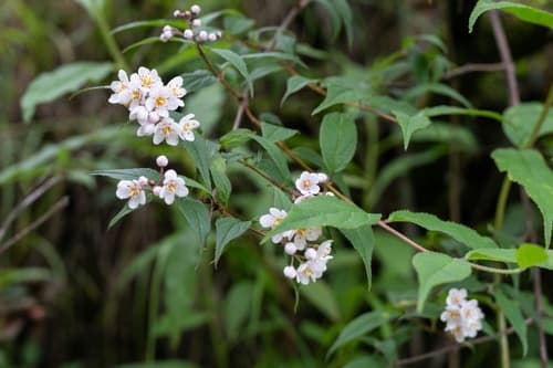 Deutzia compacta