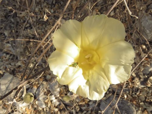 Ipomoea teotitlanica