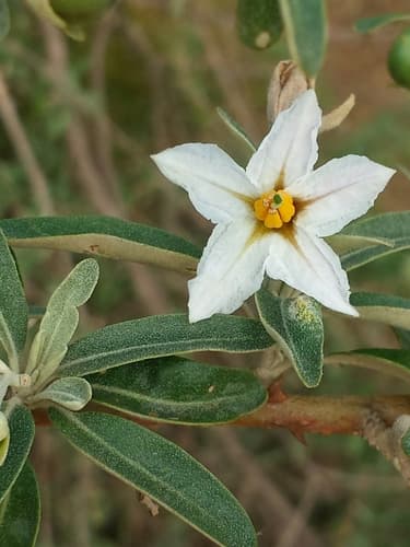 Solanum heinianum