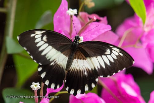 Common White-banded Swallowtail