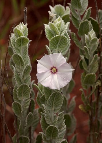 Convolvulus randii