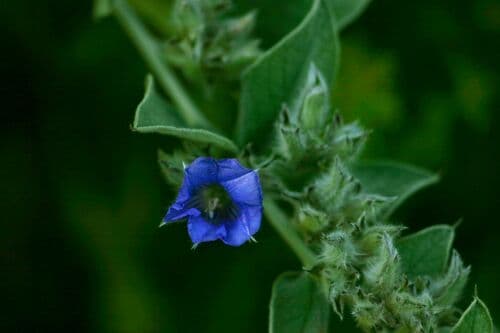 Bonamia mossambicensis