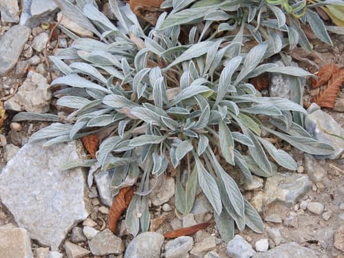 Convolvulus suendermannii