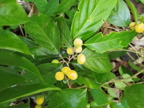 Ampelocera macphersonii