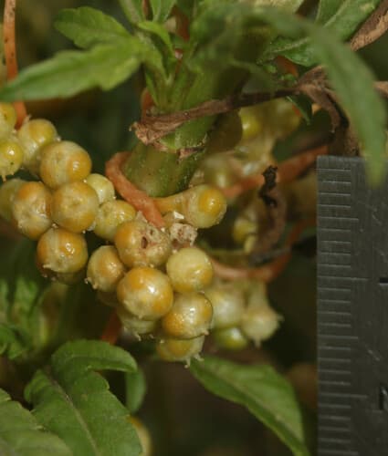 Cuscuta scandens