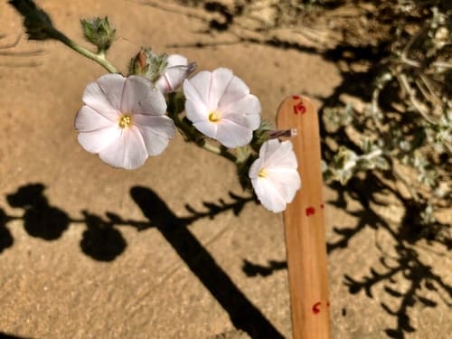 Convolvulus cephalopodus
