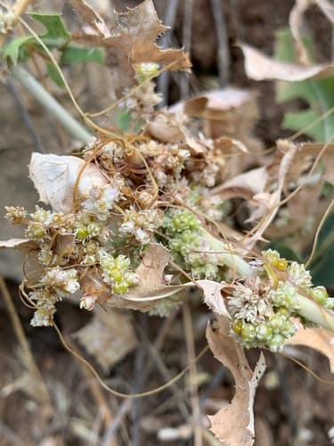 Cuscuta kurdica