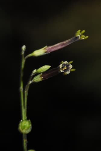 Schwenckia angustifolia