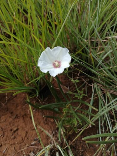 Baboon Bindweed
