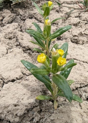 Thompson's stickleaf