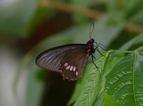 Parides panthonus