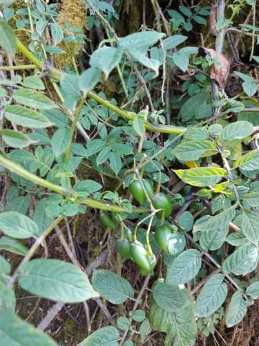 Colombian Wild Potato