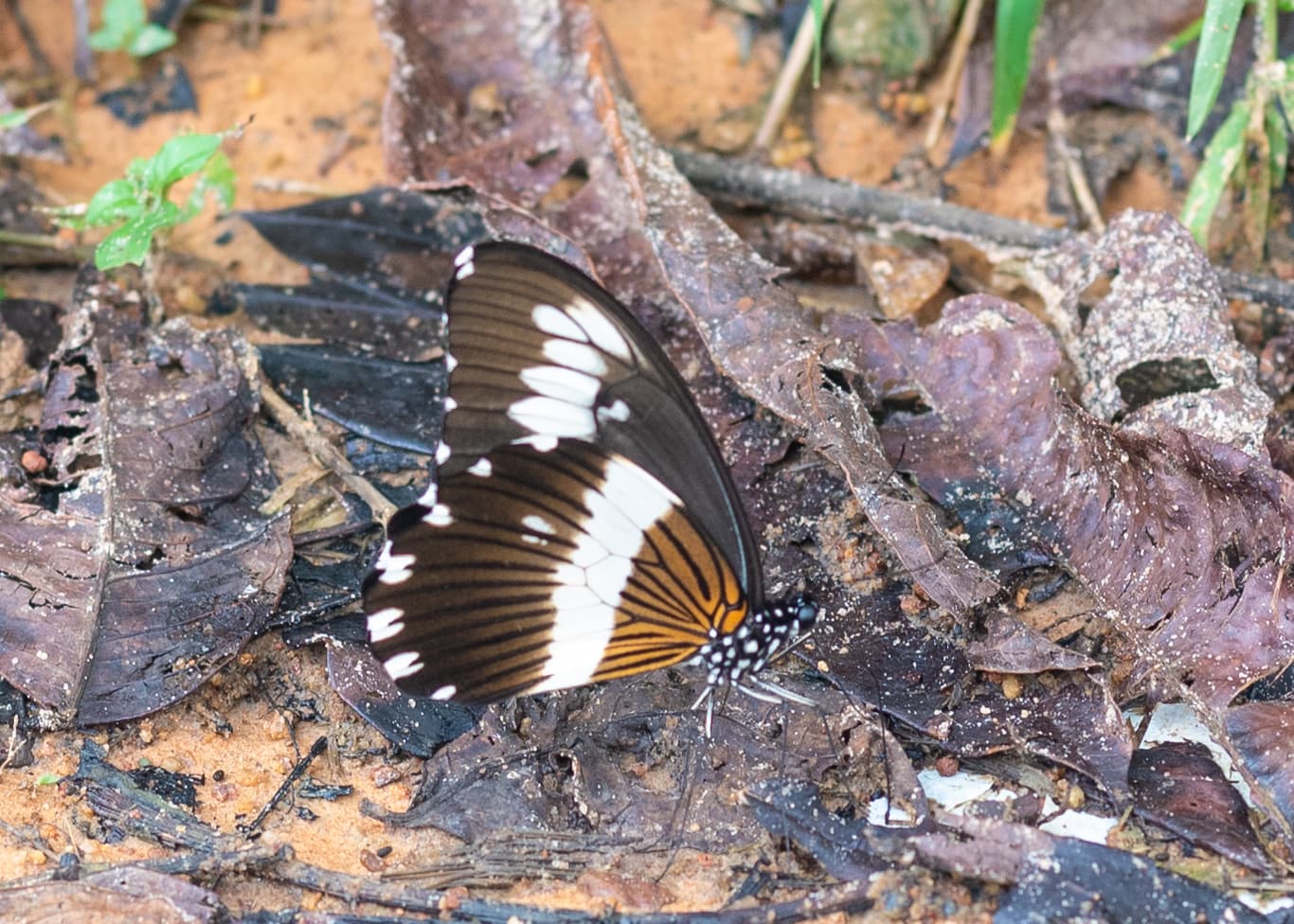 Papilio Fernandus