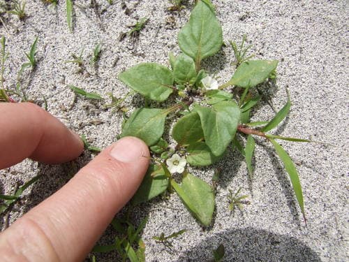 Exodeconus integrifolius