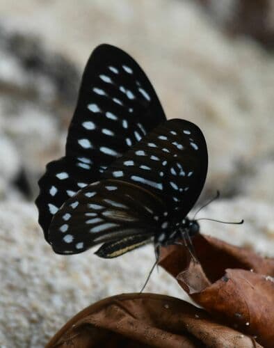 Graphium felixi