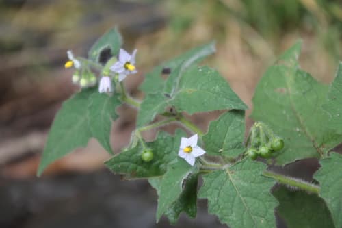 Solanum subtusviolaceum