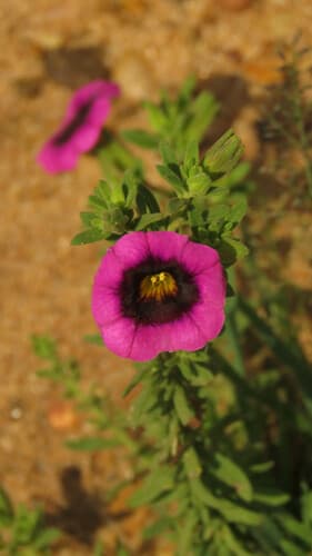 Thyme-leaf Calibrachoa