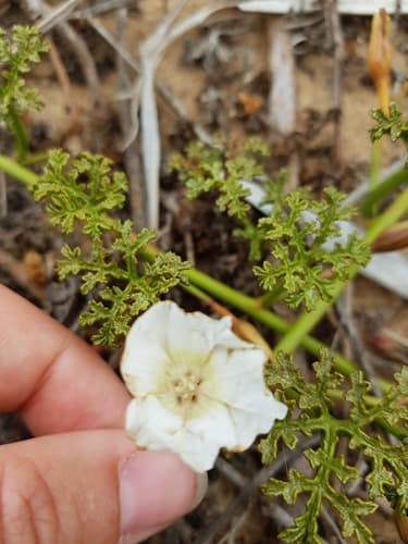 Distimake multisectus