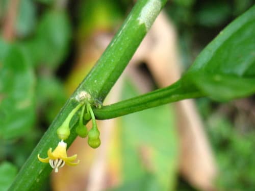 Witheringia meiantha