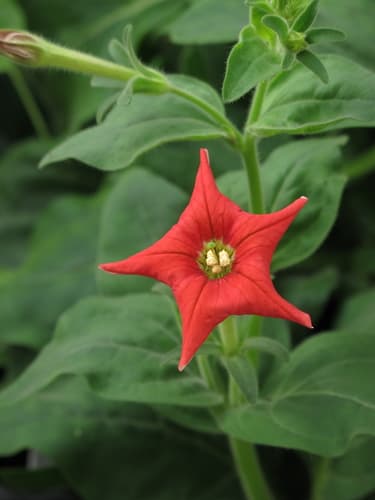 red petunia