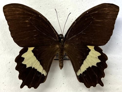 Papilio heringi