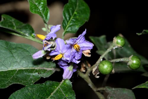 Solanum pseudosaponaceum