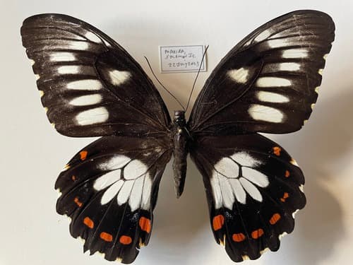 Papilio erskinei