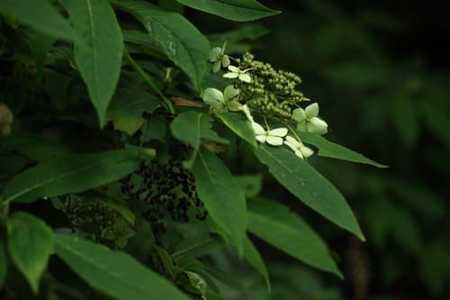 Hydrangea stylosa