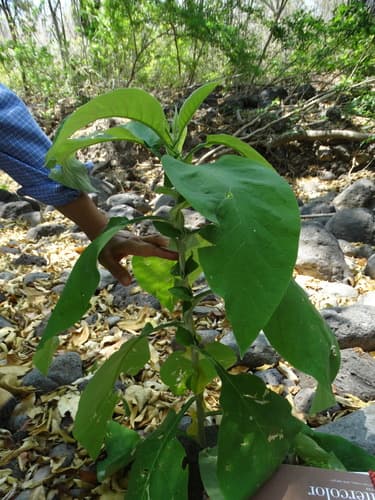 Solanum axillifolium