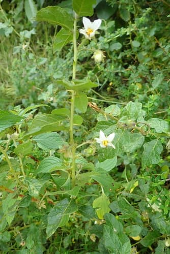 Solanum macracanthum