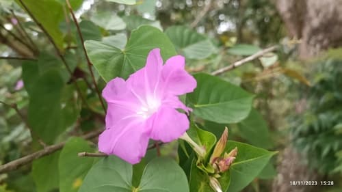Ipomoea mcvaughii