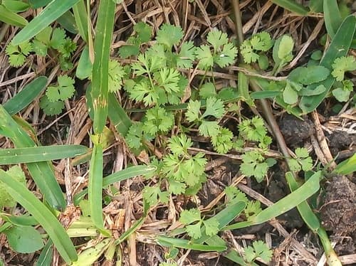 Cilantro / Coriander