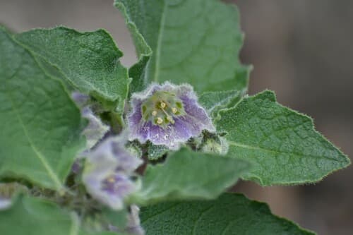 Jaltomata andersonii