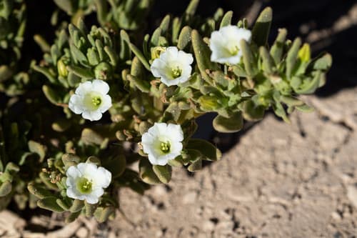 Nolana sessiliflora