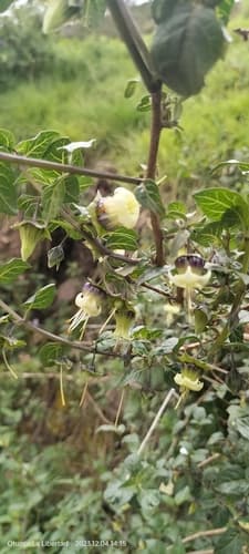 Jaltomata ventricosa